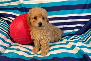 Evan - Poodle, Miniature for sale