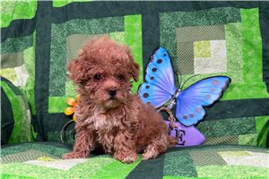 Kyro - Poodle, Miniature for sale