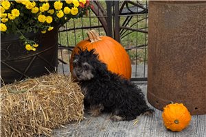 Jade - Miniature Poodle for sale