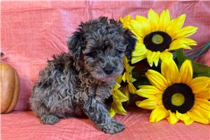 Pablo - Poodle, Miniature for sale
