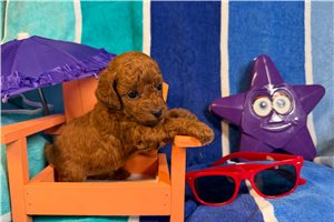 Gracie - Miniature Poodle for sale