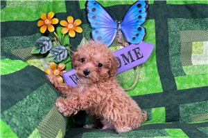 Anthony - Poodle, Miniature for sale