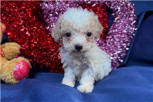 Avery - Miniature Poodle for sale