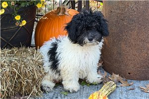 Alfredo - Miniature Poodle for sale