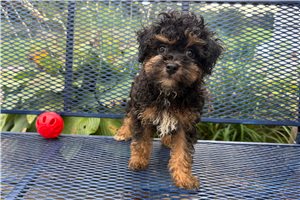 Jace - Miniature Poodle for sale