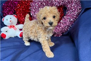 Alexander - puppy for sale