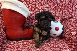 Argo - Poodle, Miniature for sale