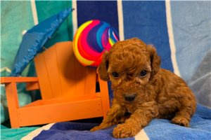 Ghost - puppy for sale