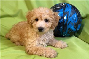 Adler - Poodle, Miniature for sale