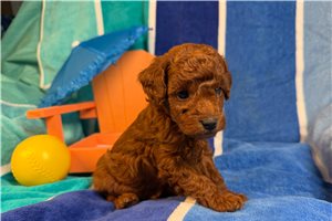 Geyser - puppy for sale