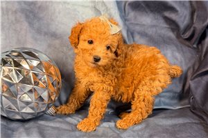 Anika - Poodle, Miniature for sale