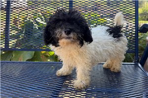 Alfredo - Miniature Poodle for sale