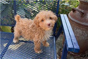 Alistair - Miniature Poodle for sale