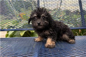 Jade - Poodle, Miniature for sale