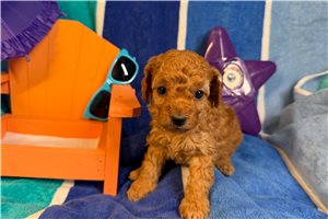 Greta - puppy for sale