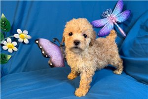 Rylie - Miniature Poodle for sale