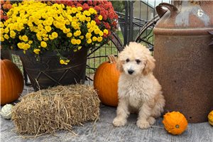 Adler - Miniature Poodle for sale