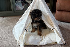 Jace - Poodle, Miniature for sale