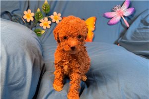 Ronnie - Miniature Poodle for sale