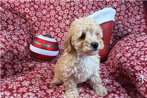 Arch - Poodle, Miniature for sale