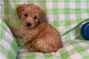 Adler - puppy for sale