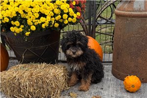 Jace - Miniature Poodle for sale