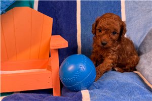 Gibson - puppy for sale