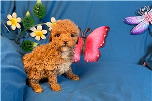 Ruthie - Poodle, Miniature for sale