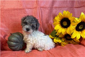 Pacino - Poodle, Miniature for sale
