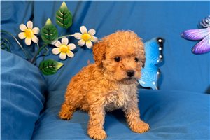 Ronin - Poodle, Miniature for sale