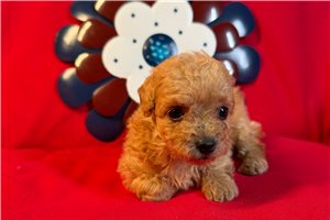 Ester - Miniature Poodle for sale
