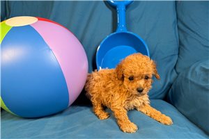 Fenway - Poodle, Miniature for sale