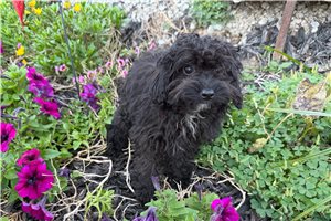 Adelia - Toy Poodle for sale