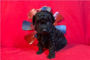Elenora - puppy for sale