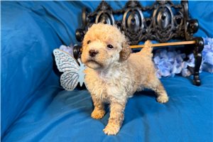 Rylie - puppy for sale