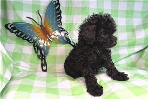 Adelia - Poodle, Toy for sale