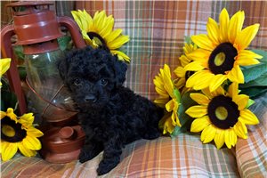 Gordon - puppy for sale