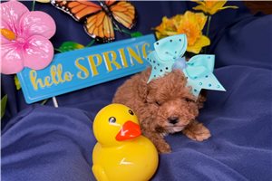 Kendra - Poodle, Miniature for sale