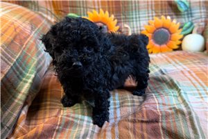 Barney - Poodle, Toy for sale