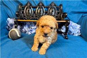 Ronin - puppy for sale