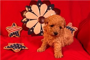 Erica - puppy for sale