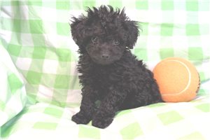 Aero - puppy for sale