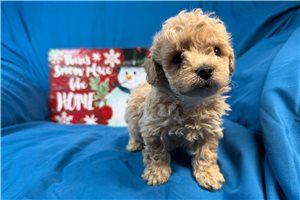 Santiago - Poodle, Miniature for sale