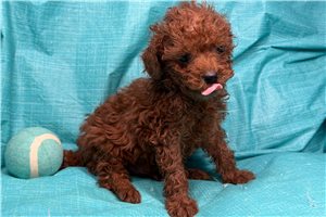 Herman - Poodle, Toy for sale