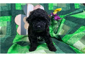 Teagan - Poodle, Toy for sale
