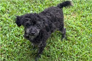 Barton - Poodle, Toy for sale