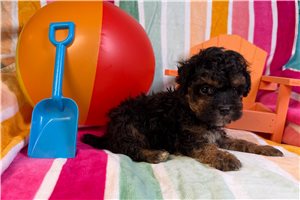 Jace - puppy for sale