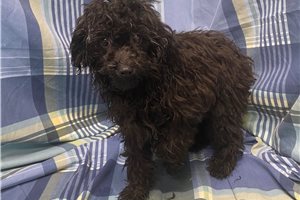 Prue - Poodle, Toy for sale