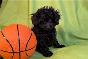 Aero - Poodle, Toy for sale
