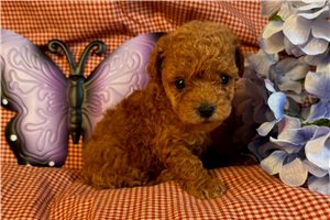 Dorothy - puppy for sale